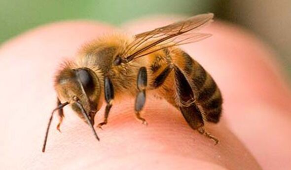 Τσιμπήματα μέλισσας - ένας ακραίος τρόπος για να μεγεθύνετε τον φαλλό